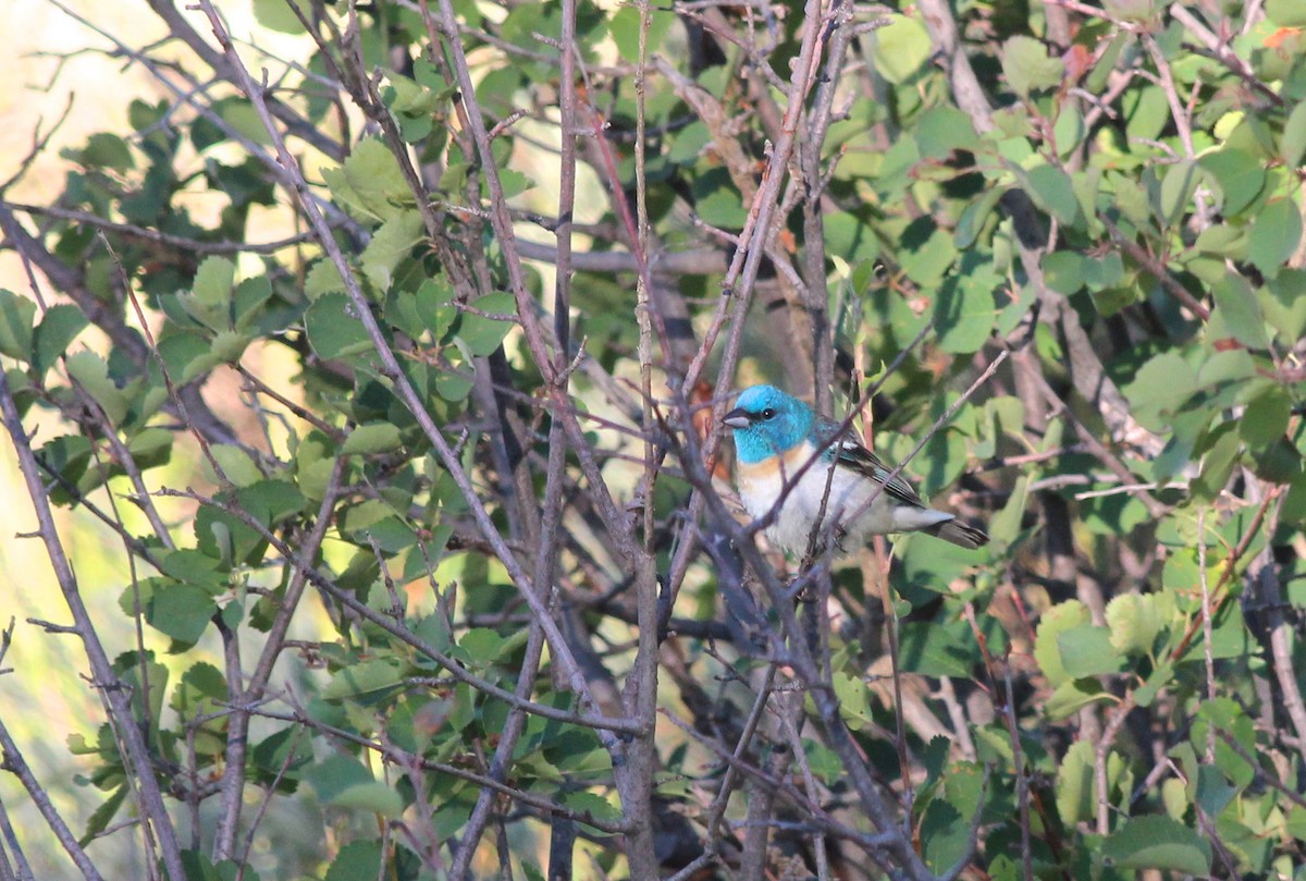 Lazuli Bunting - ML71771961