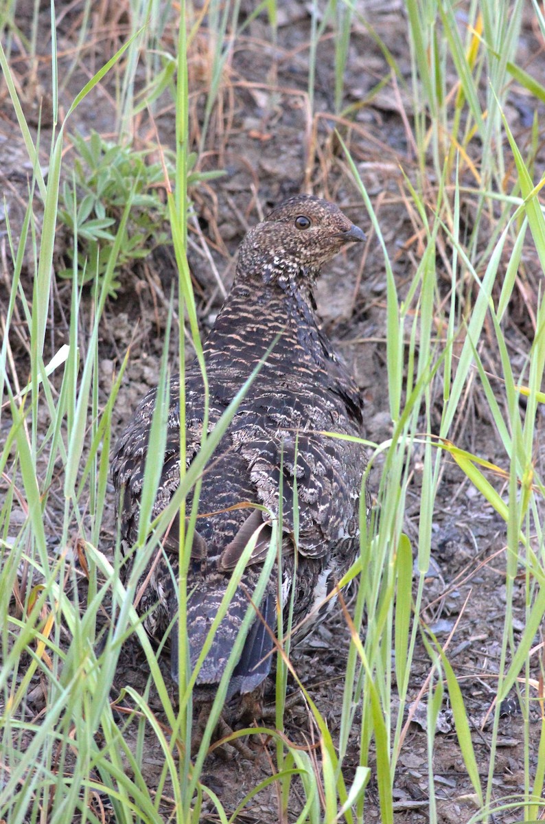 Dusky Grouse - ML71772101