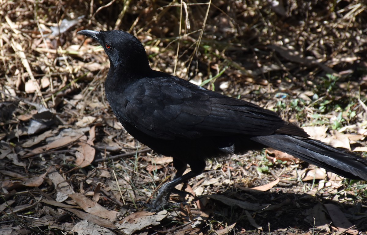 White-winged Chough - ML71772261