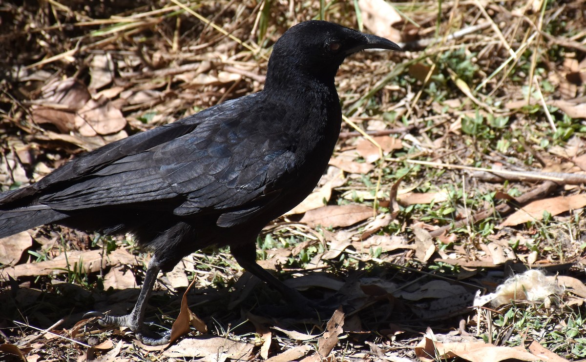 White-winged Chough - ML71772301