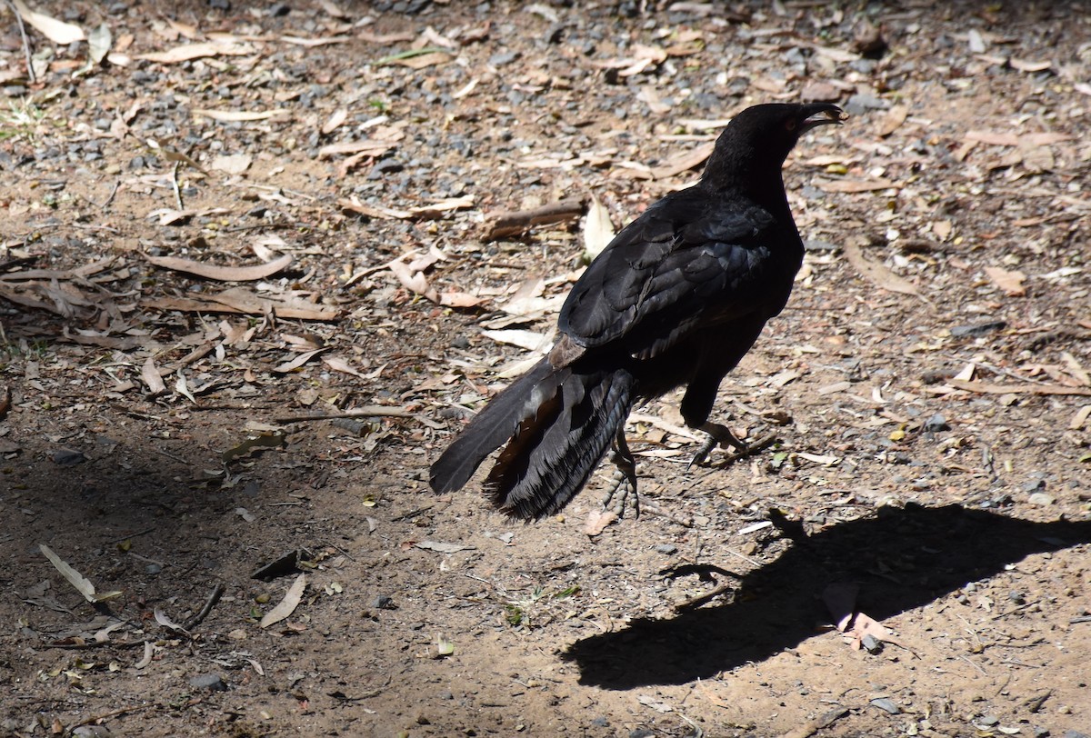 White-winged Chough - ML71772691