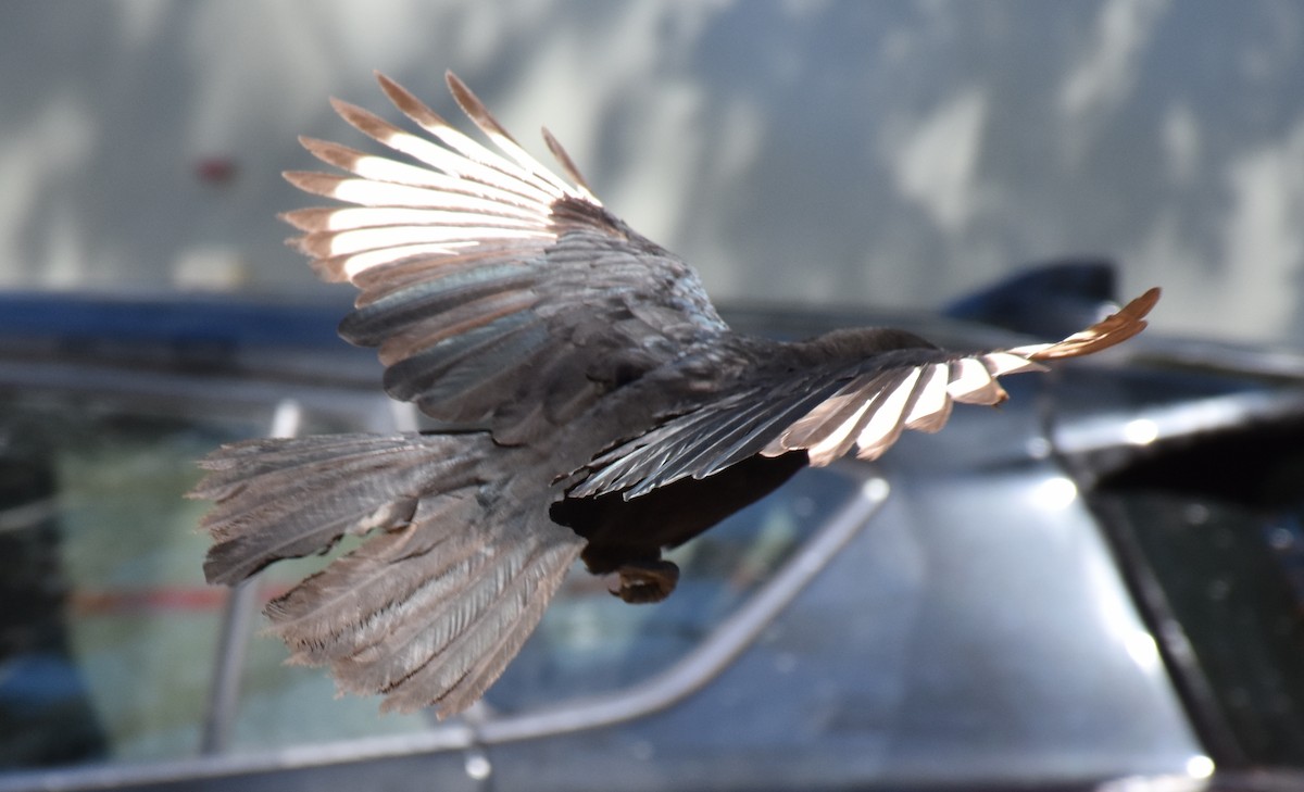 White-winged Chough - ML71772951