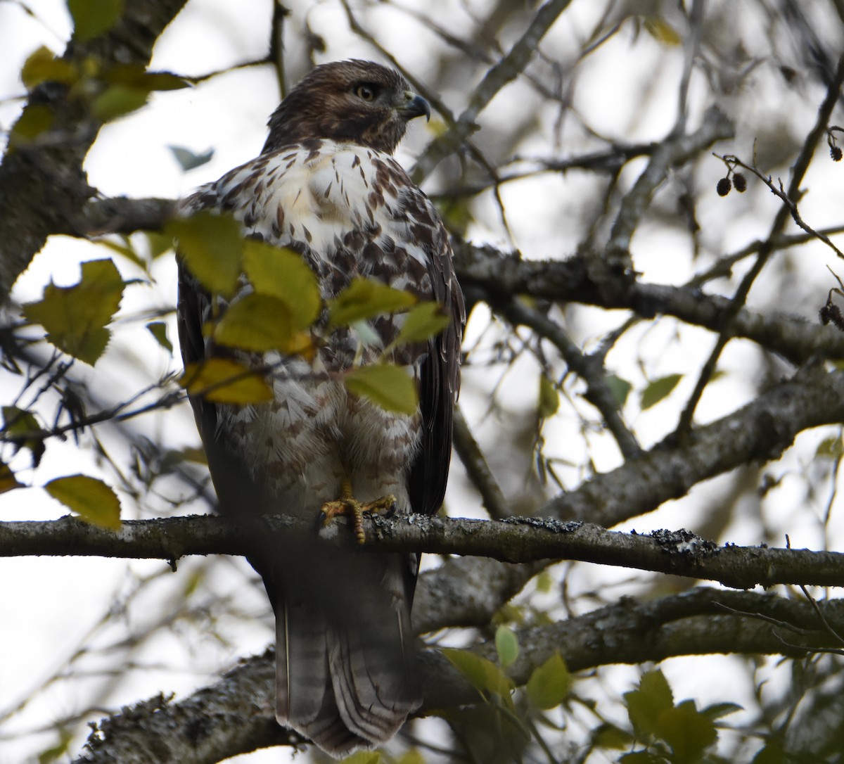 Red-tailed Hawk - ML71773291