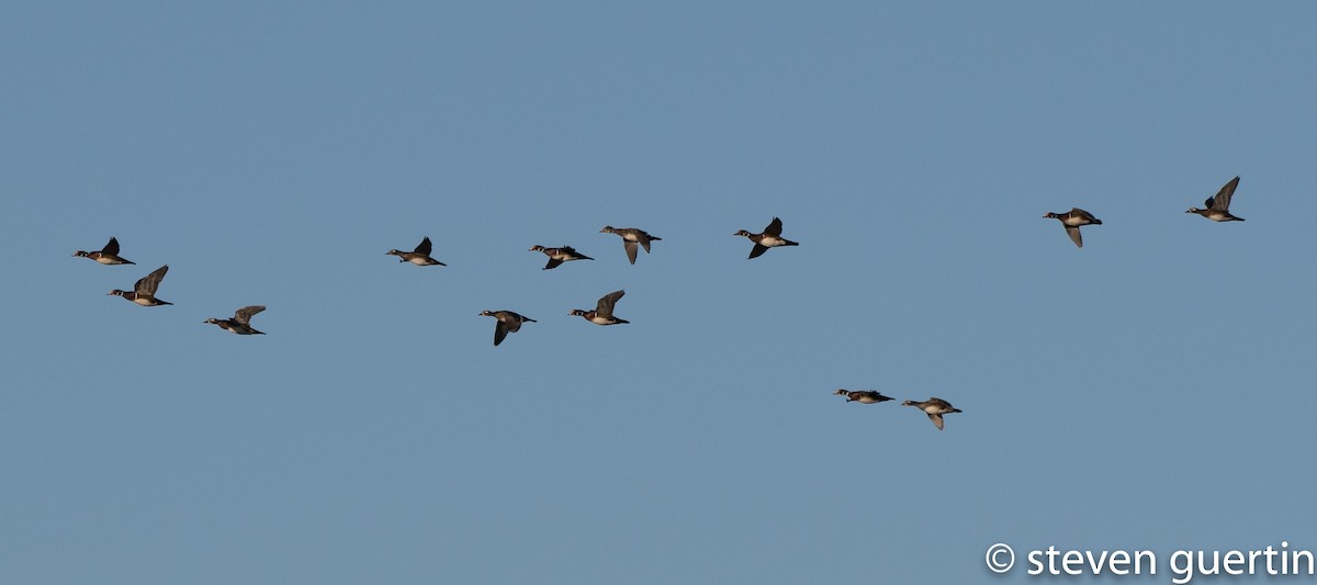 Wood Duck - ML71773471