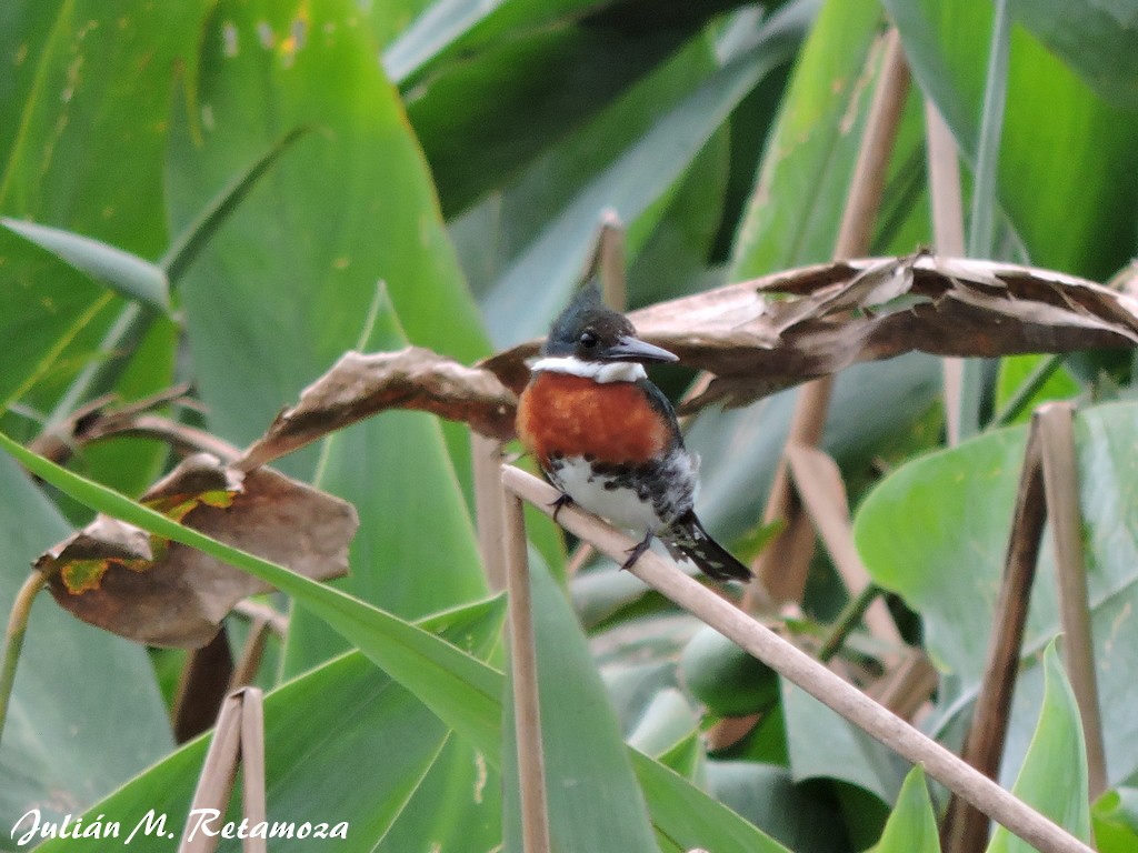 Green Kingfisher - ML71773551