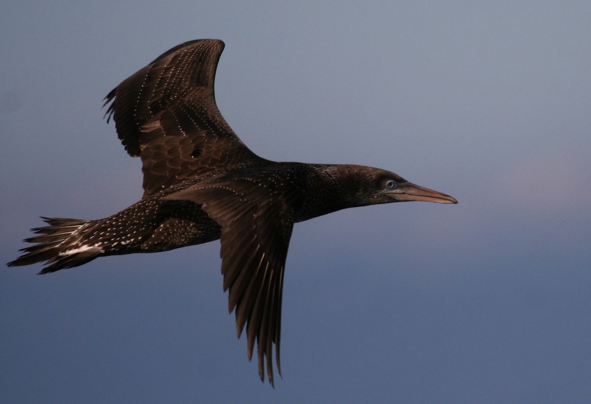 Northern Gannet - Eduardo Soler