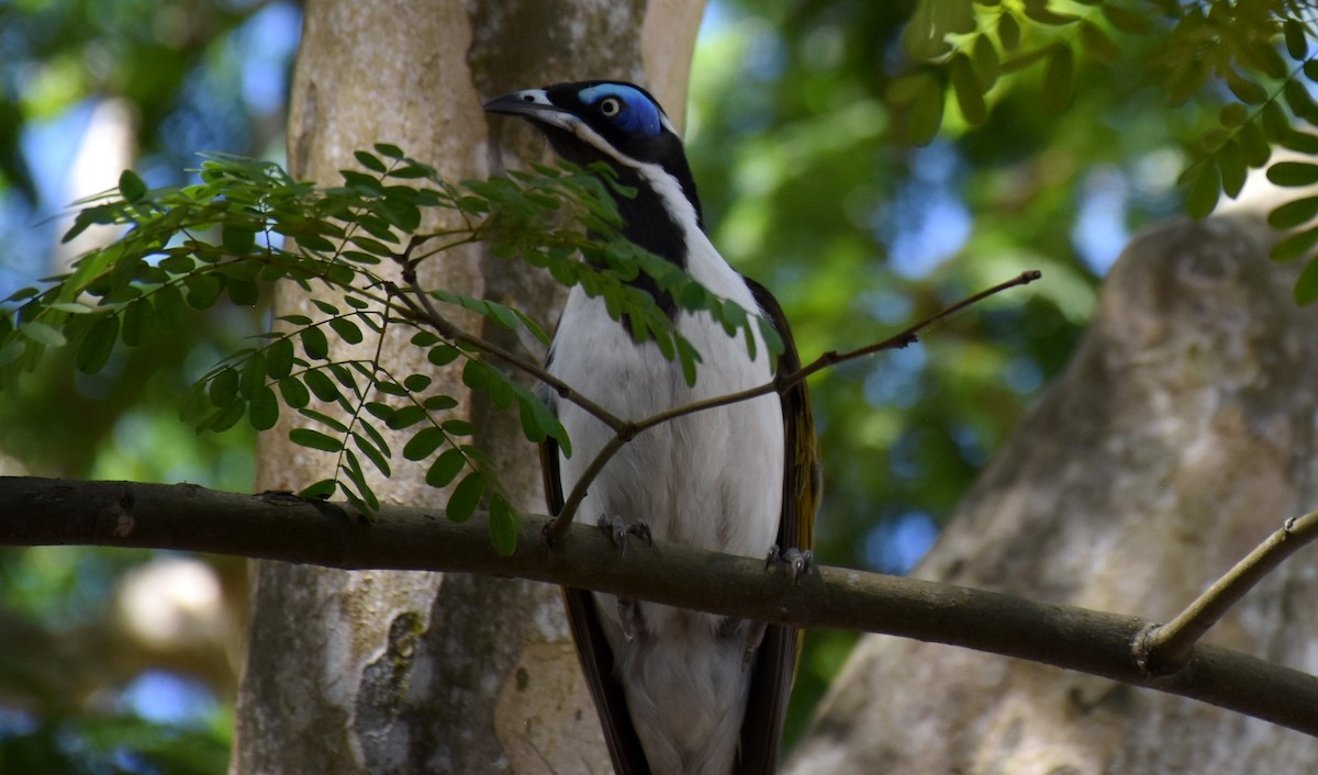 Blue-faced Honeyeater - ML71774311