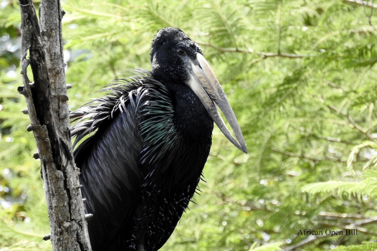 African Openbill - ML71774531