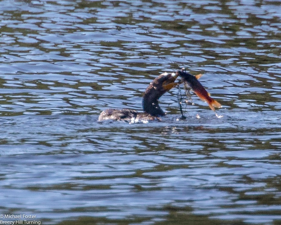 Double-crested Cormorant - ML71775891