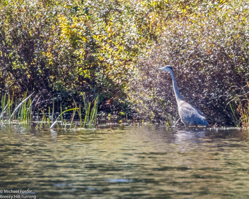 Great Blue Heron - ML71776011