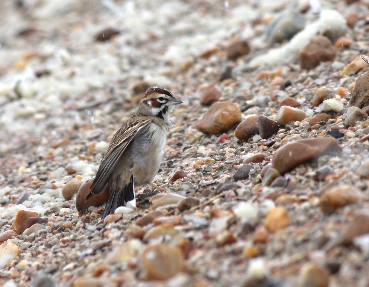 Lark Sparrow - ML71776721