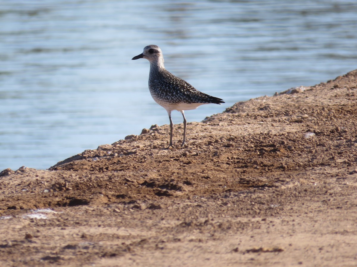 Black-bellied Plover - Anne (Webster) Leight