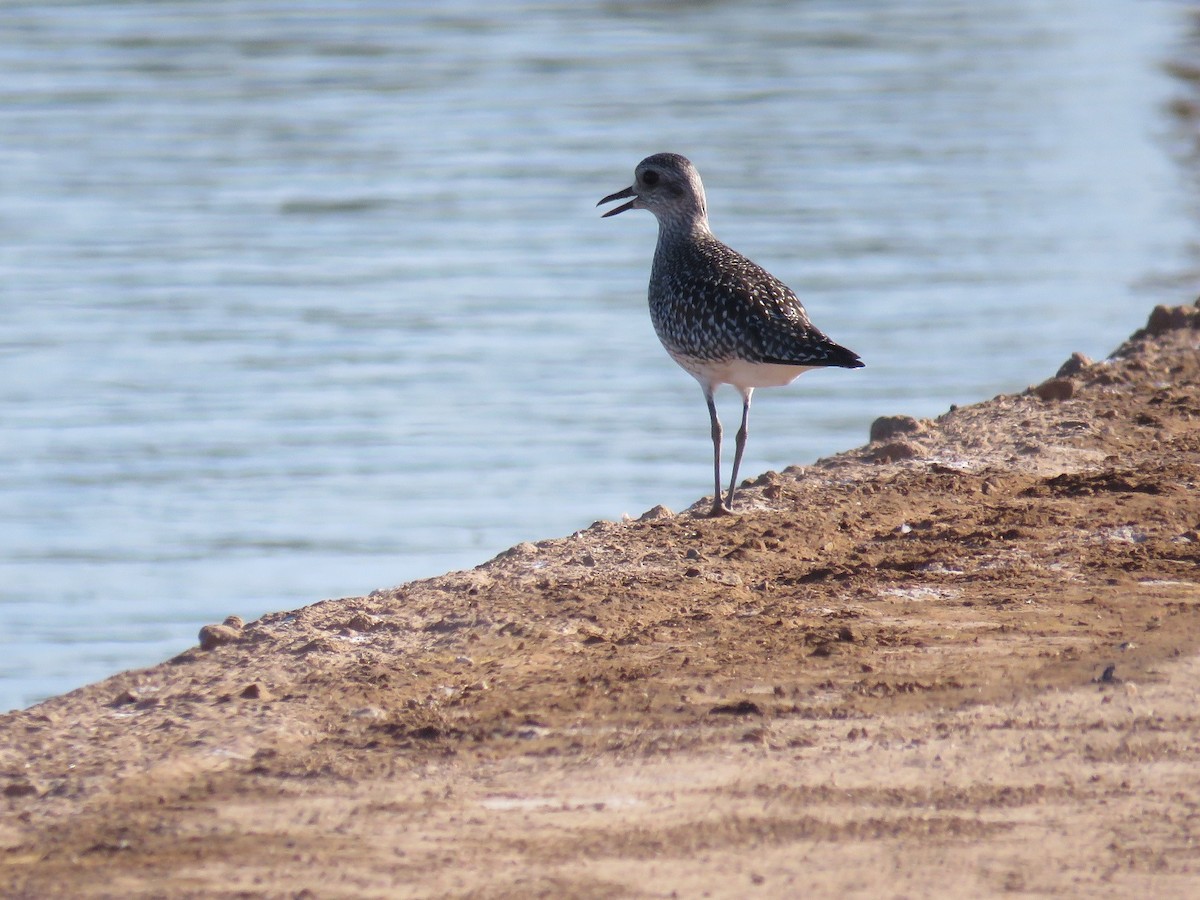 Black-bellied Plover - Anne (Webster) Leight