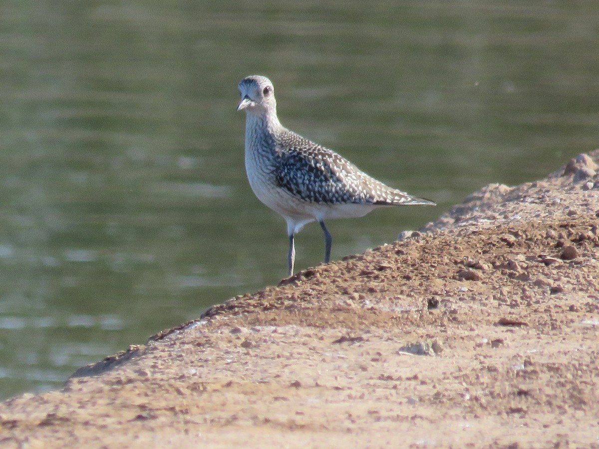 Black-bellied Plover - Anne (Webster) Leight