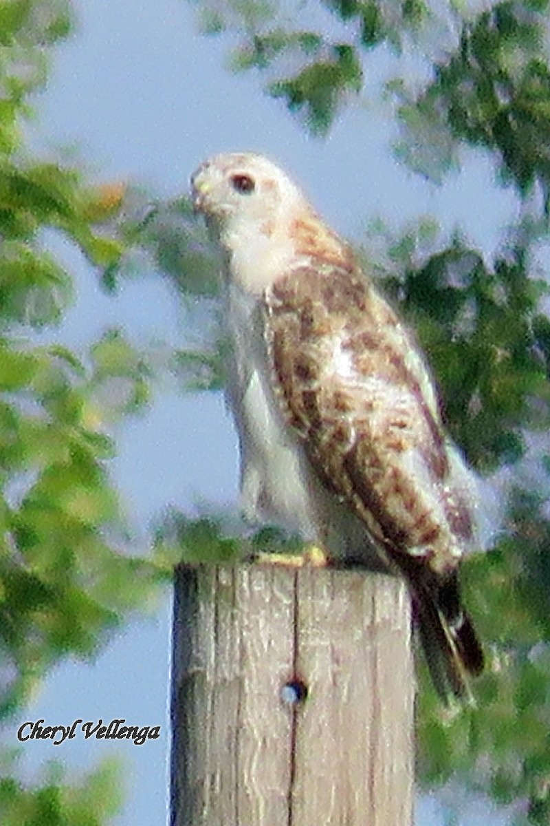 Red-tailed Hawk (Krider's) - ML71777241