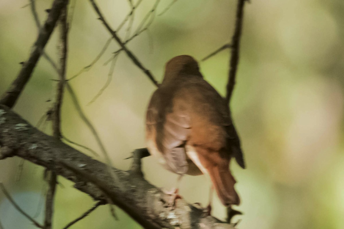 Hermit Thrush - ML71777841