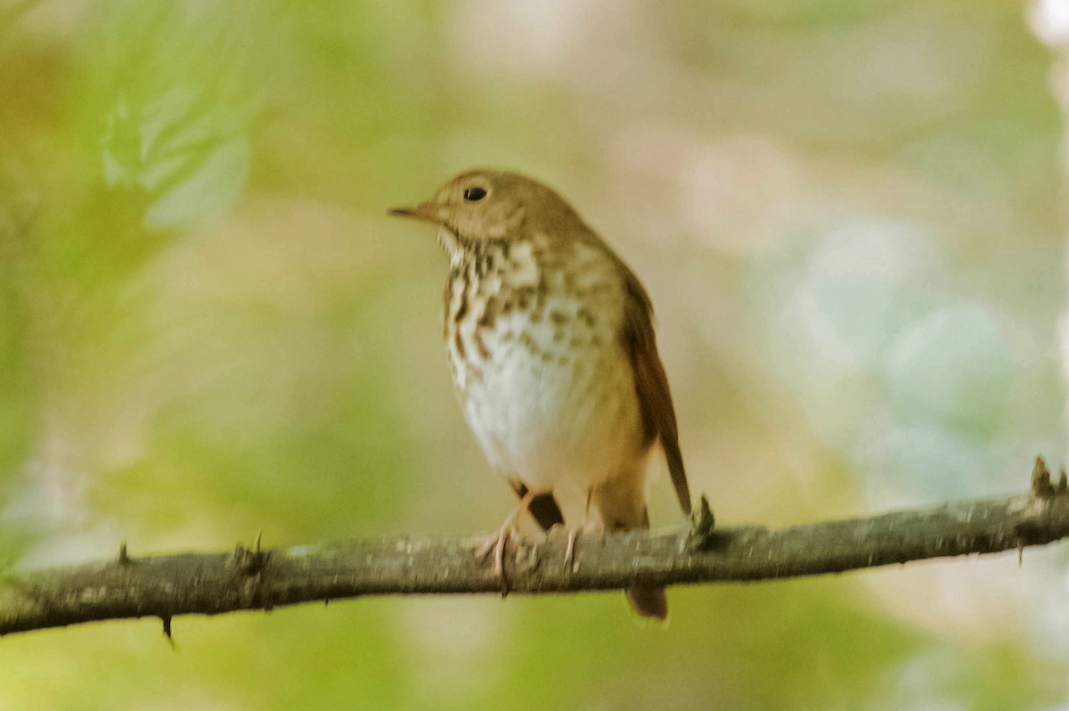 Hermit Thrush - ML71777871