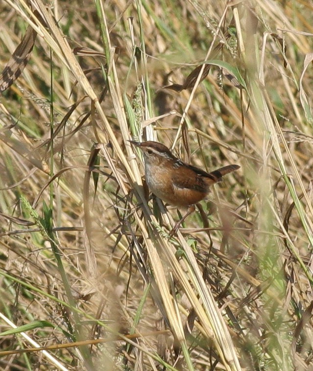 Marsh Wren - ML71778541