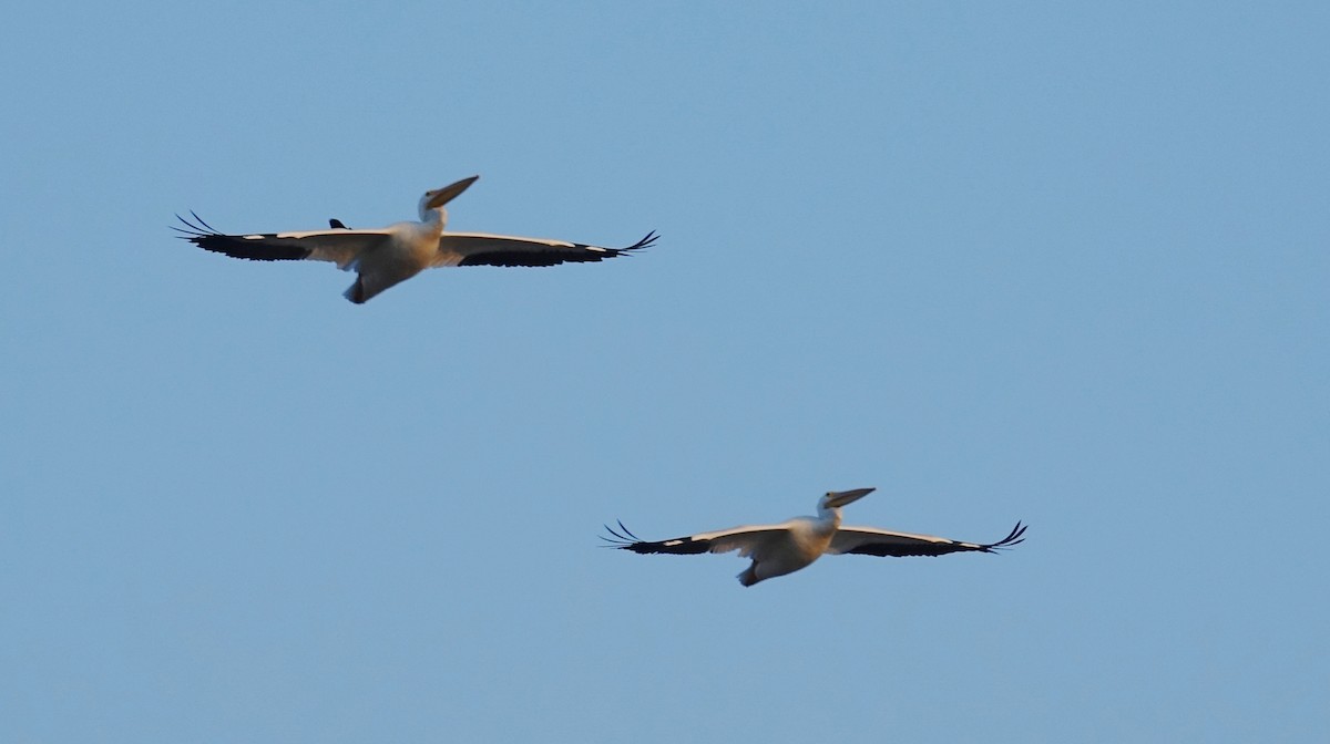 American White Pelican - ML71779021