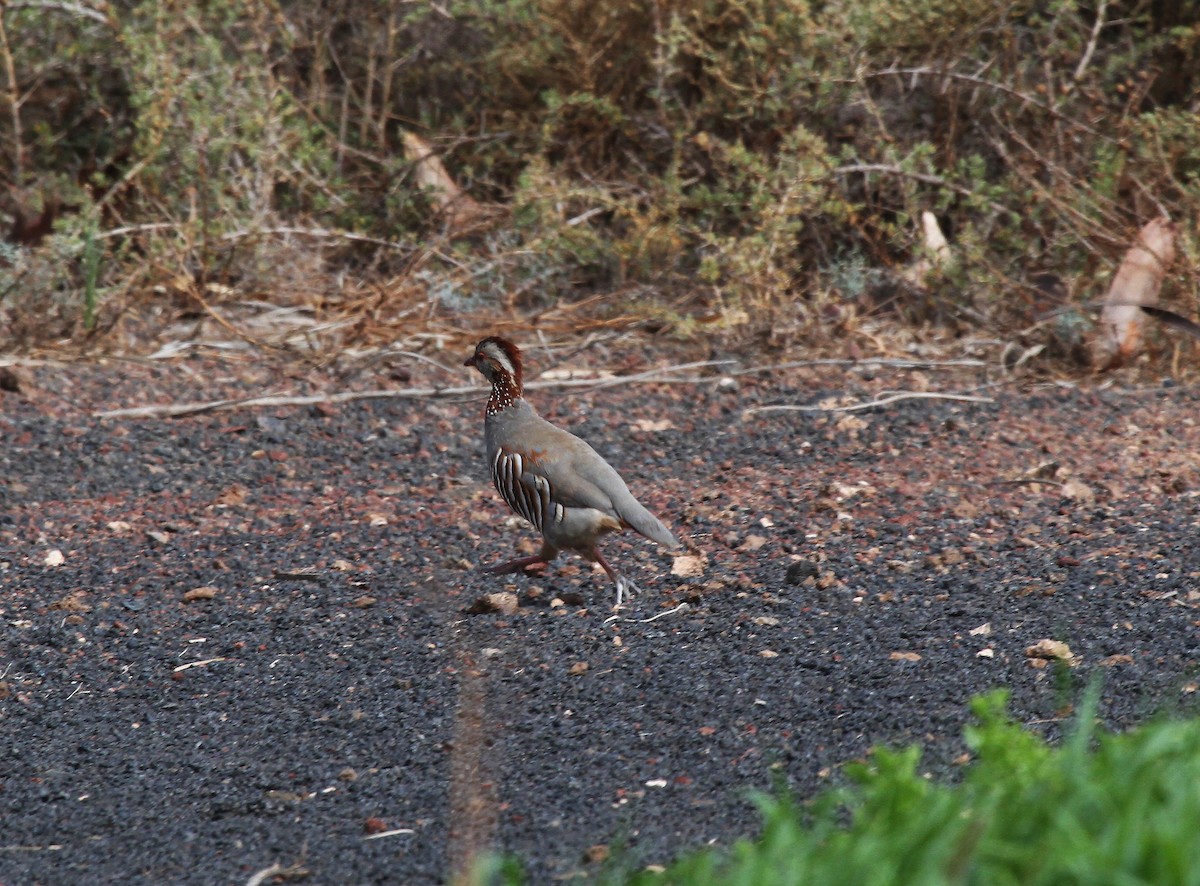 Barbary Partridge - Eduardo Soler