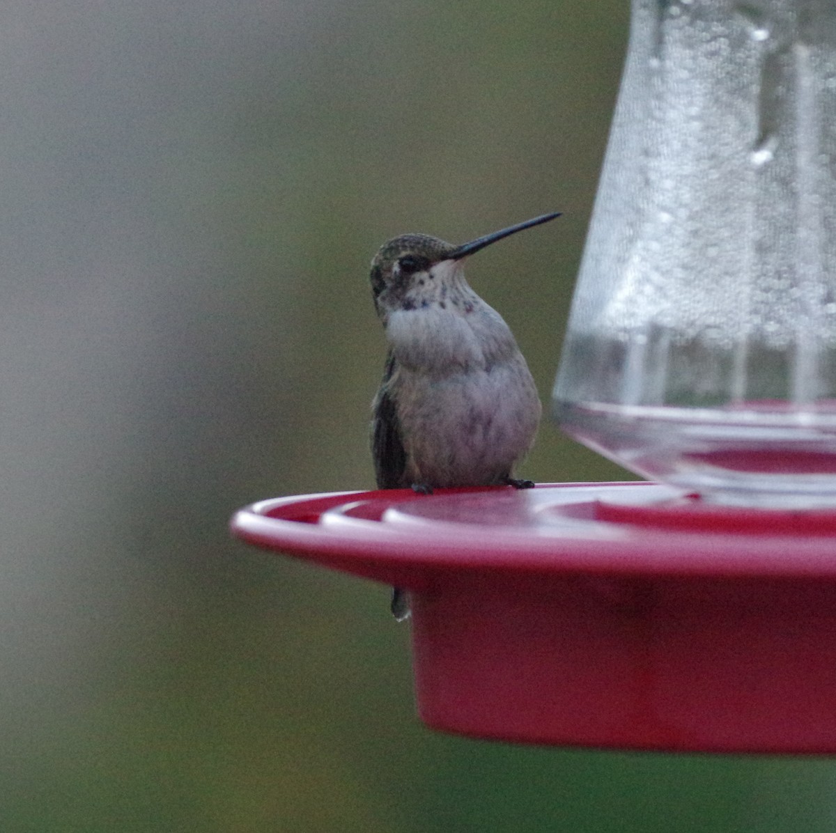 Black-chinned Hummingbird - Brenda Wright