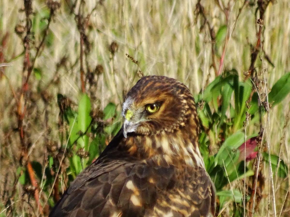 Northern Harrier - ML71780191