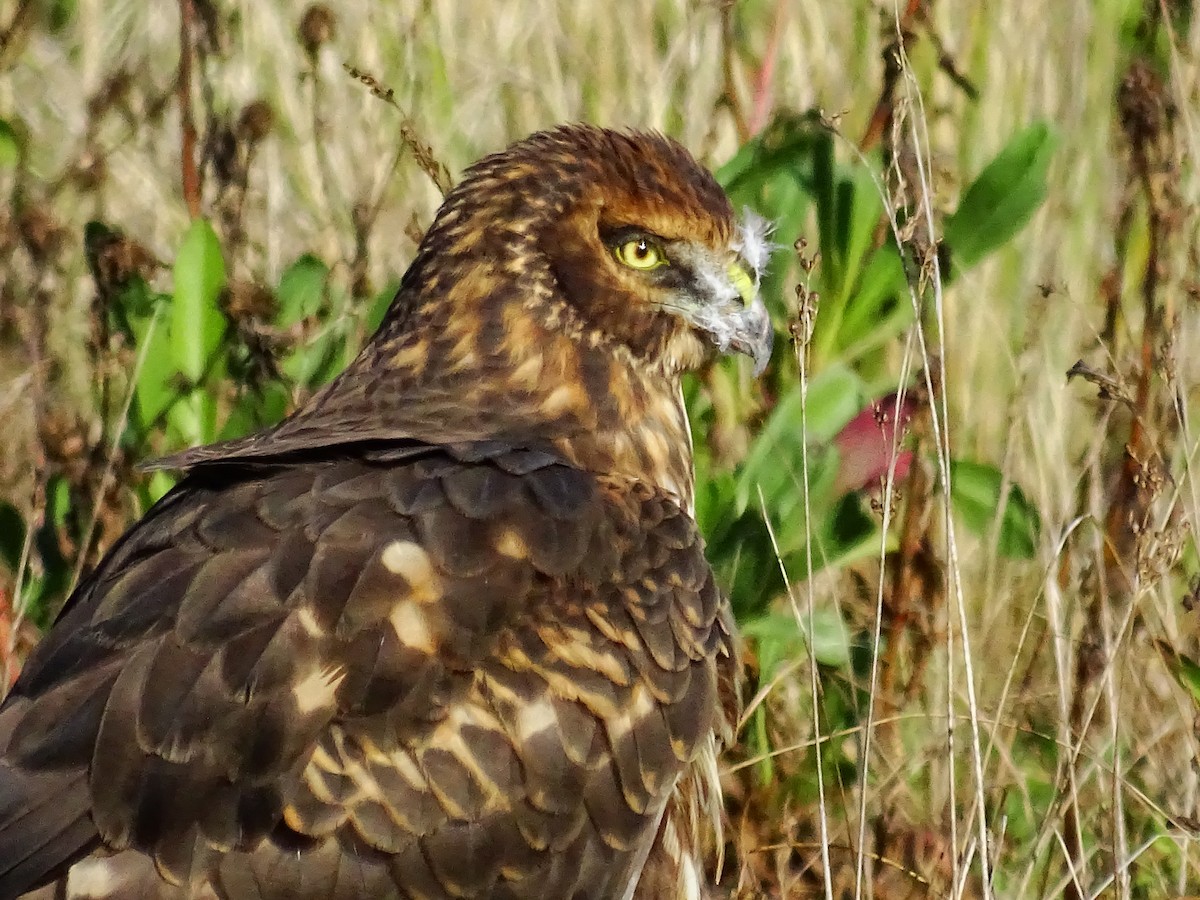 Northern Harrier - ML71780201