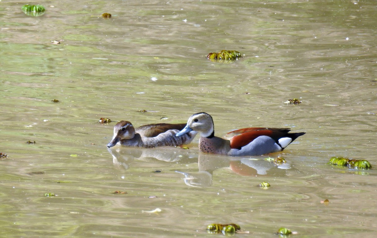 Ringed Teal - ML71780821