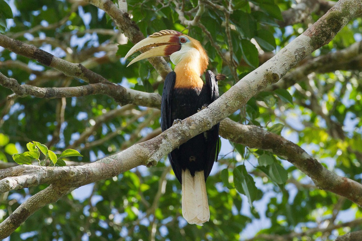 Blyth's Hornbill - ML71781071