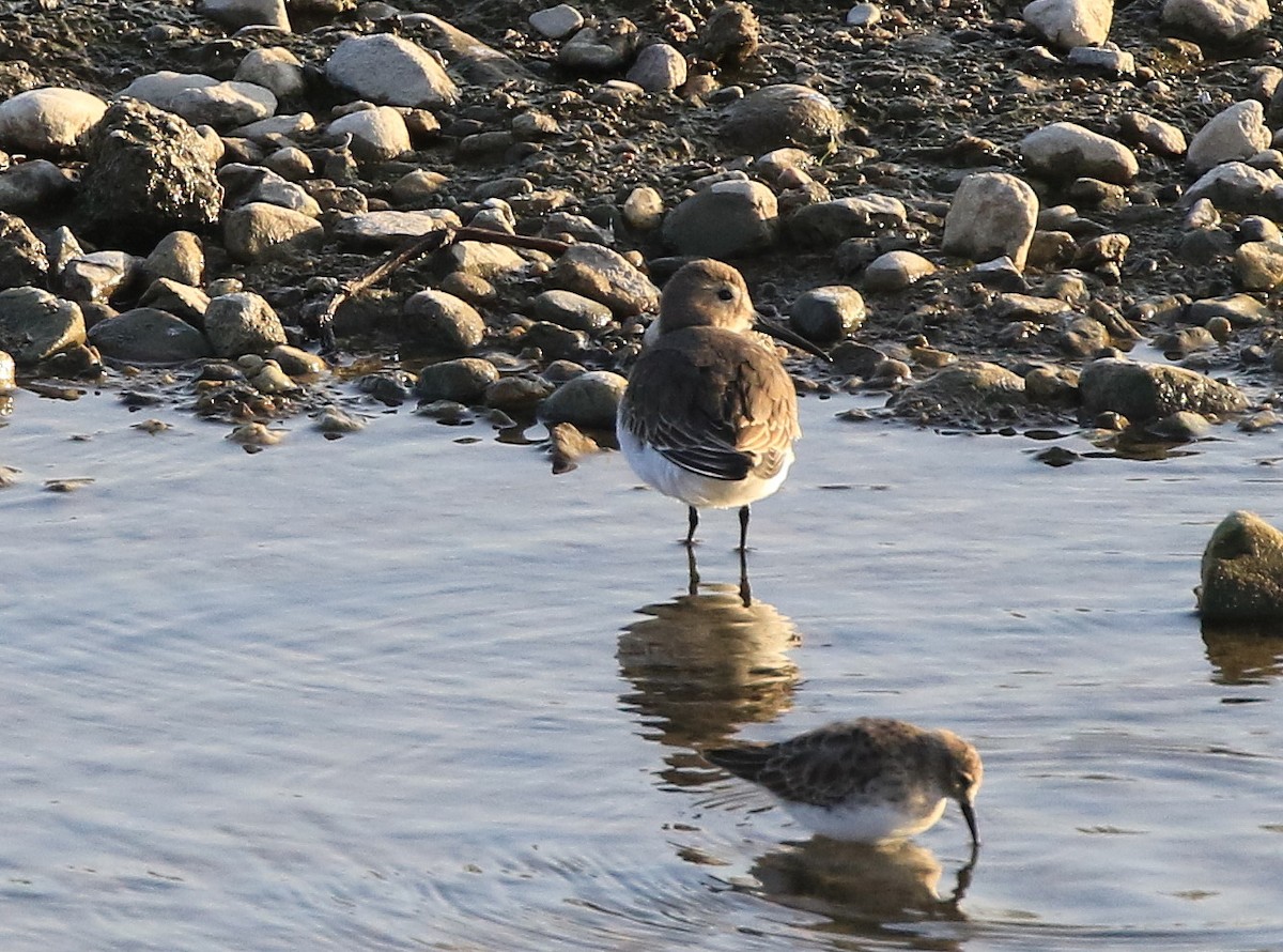 Alpenstrandläufer - ML71781081