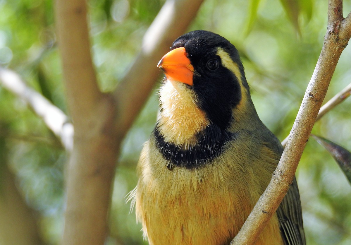 Golden-billed Saltator - ML71781281