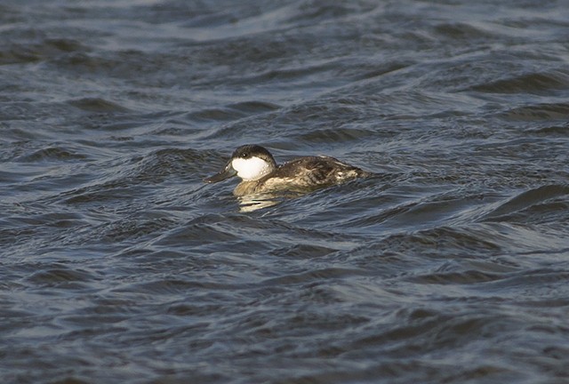 Érismature rousse - ML71781721