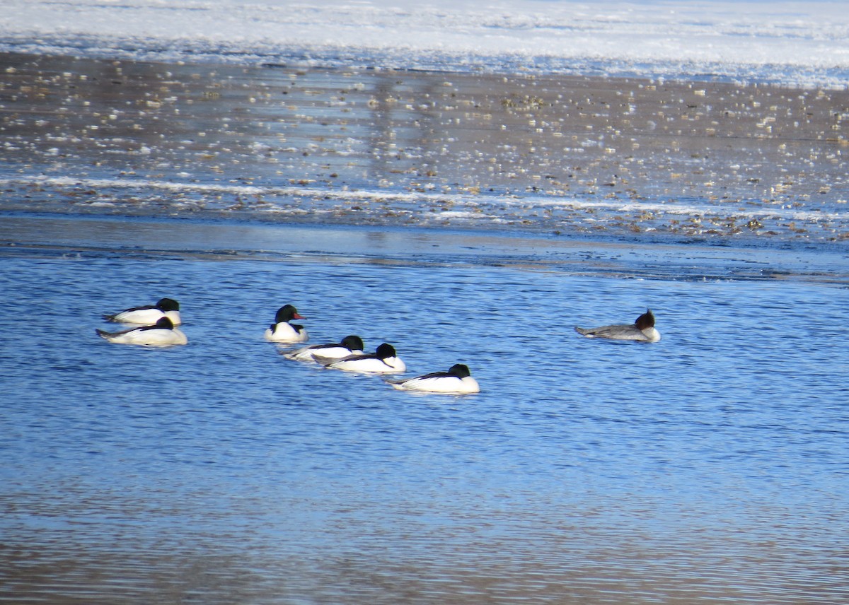 Common Merganser - ML71782641