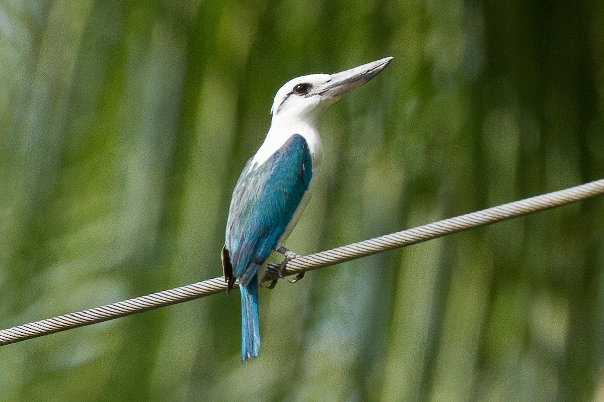 Beach Kingfisher - ML71783231