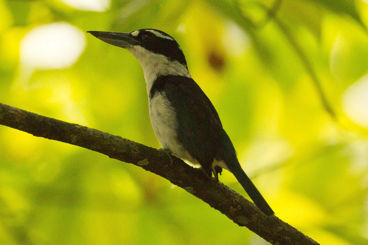 Sombre Kingfisher - ML71783351