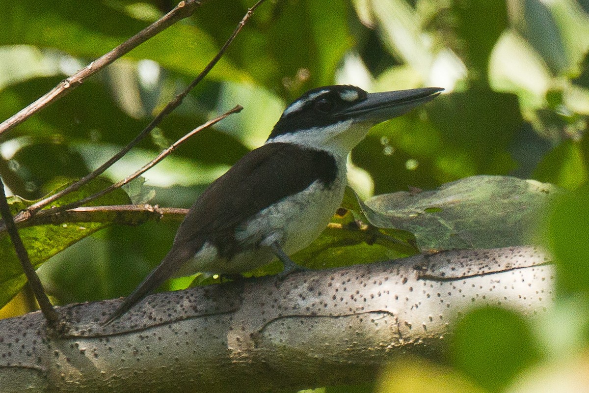 Sombre Kingfisher - ML71783411