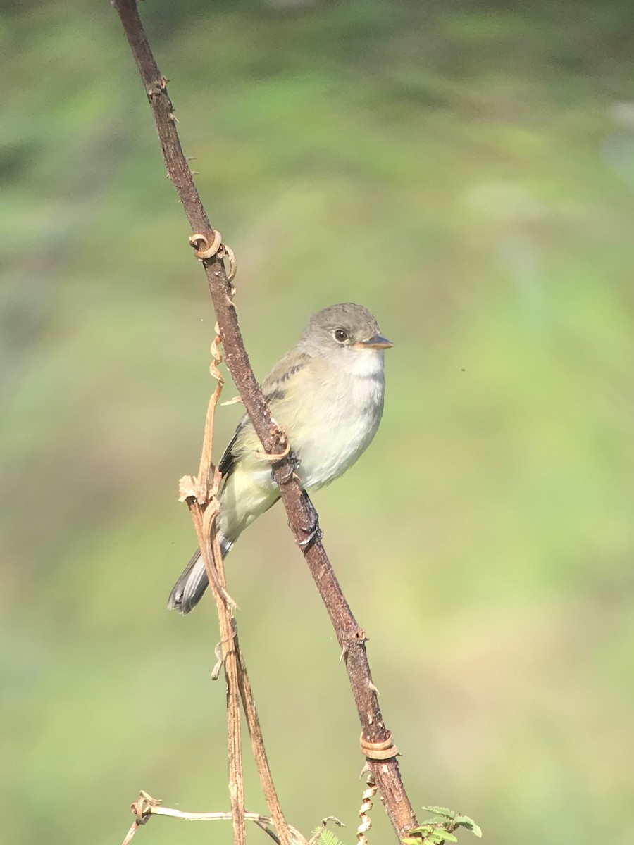 Willow Flycatcher - ML71783561