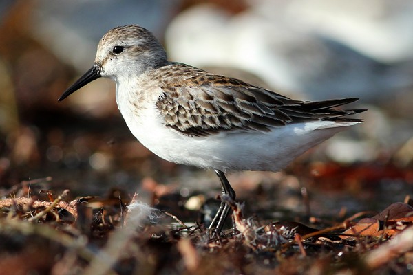 Western Sandpiper - Ted Keyel