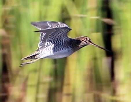 Wilson's Snipe - ML71784301