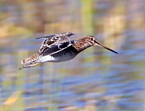 Wilson's Snipe - sam hough