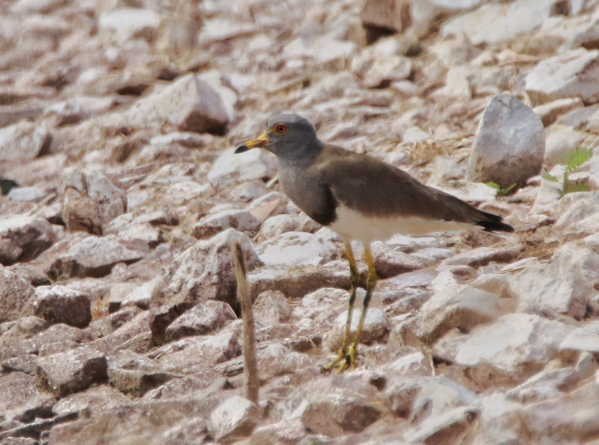 Gray-headed Lapwing - ML71786301