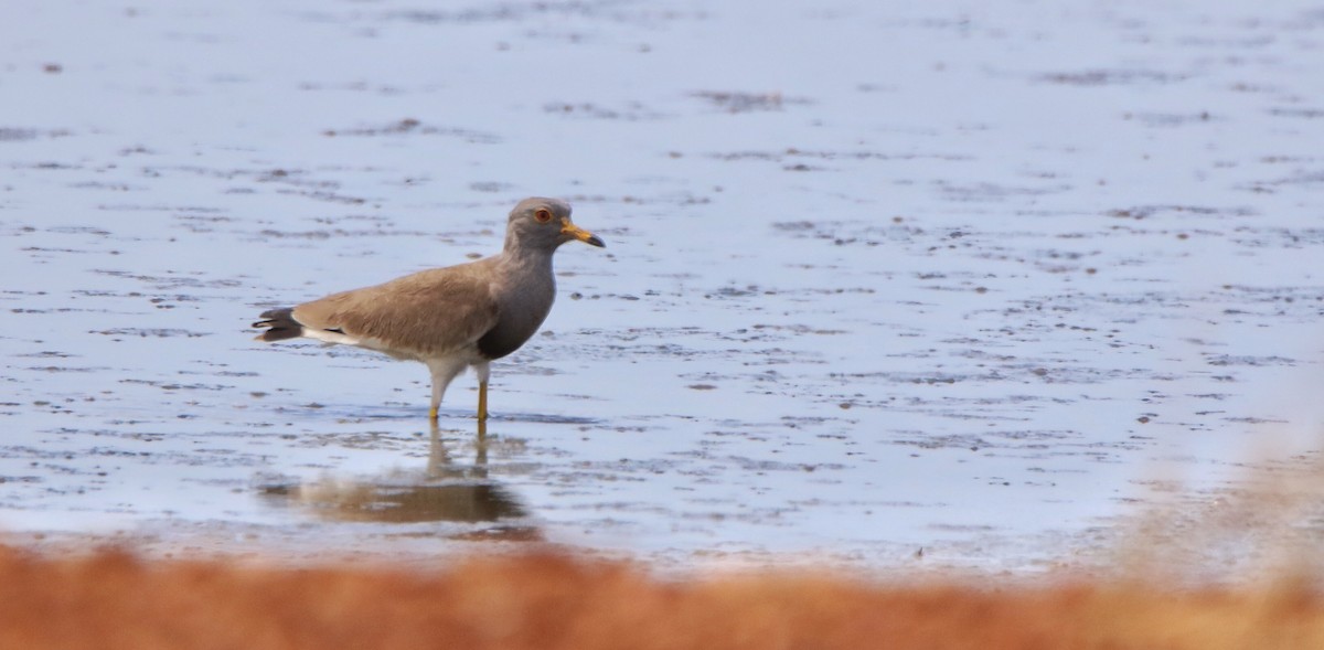 Gray-headed Lapwing - ML71786311