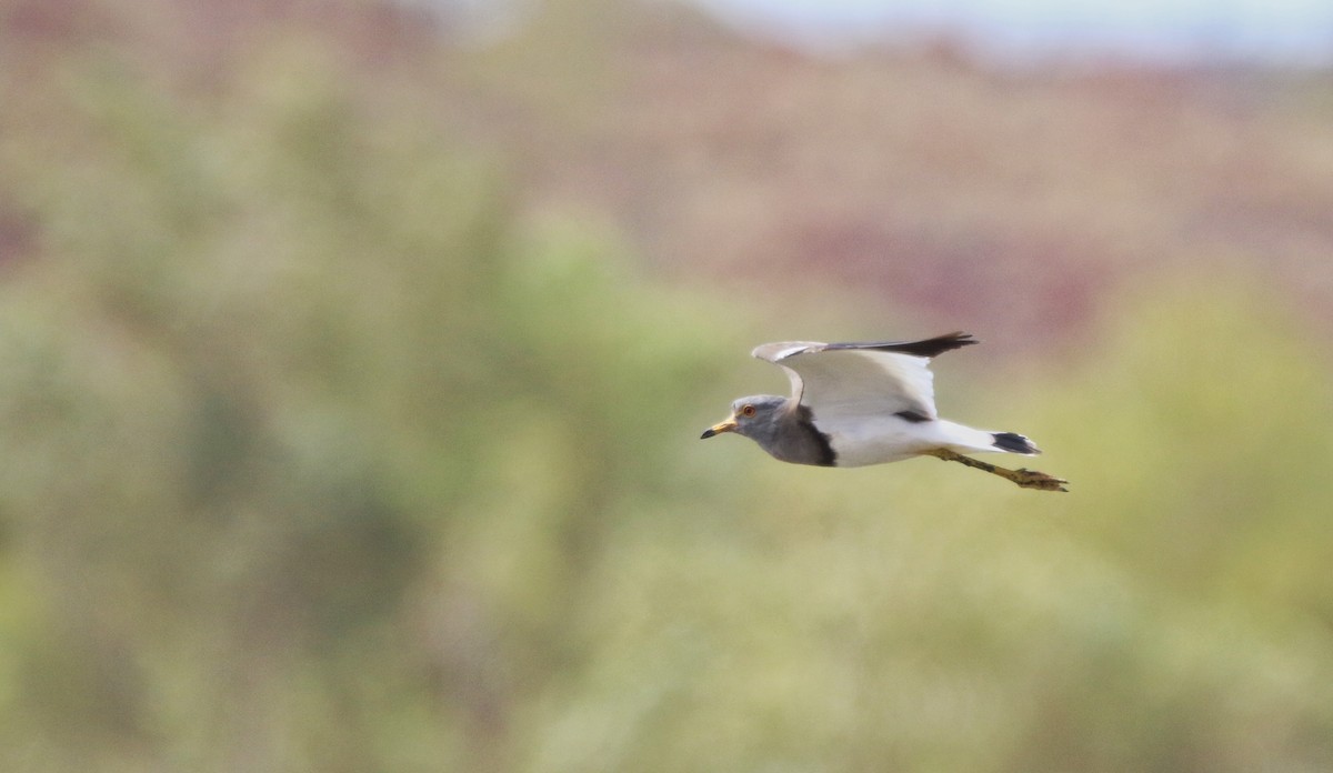 Gray-headed Lapwing - ML71786331