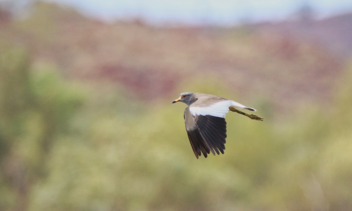 Gray-headed Lapwing - ML71786341