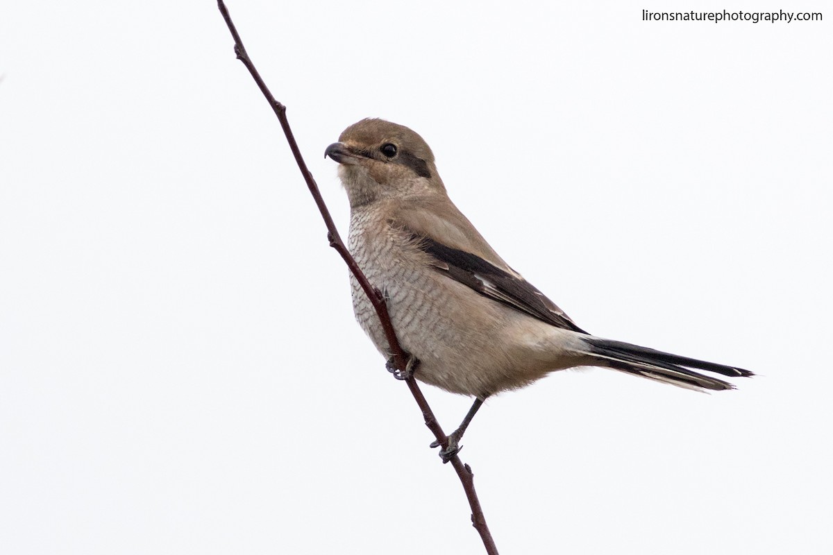 Northern Shrike - ML71787481