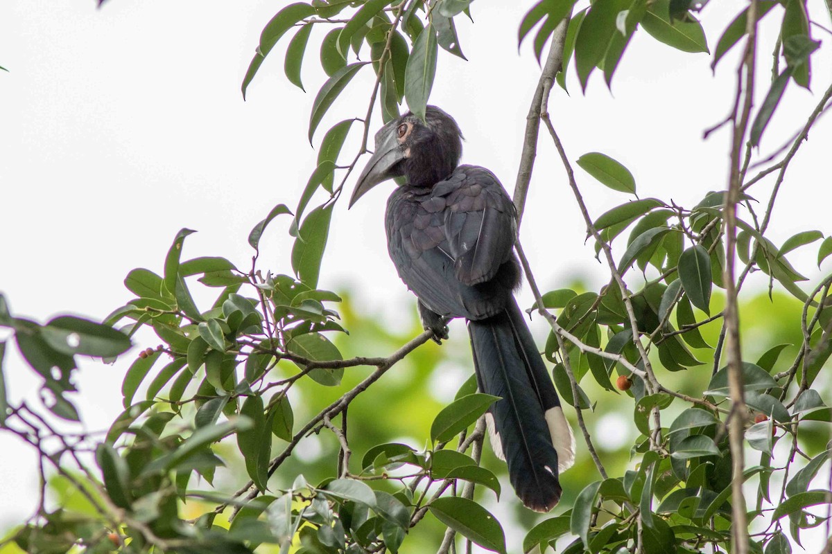 Black Hornbill - Saravanan Krishnamurthy