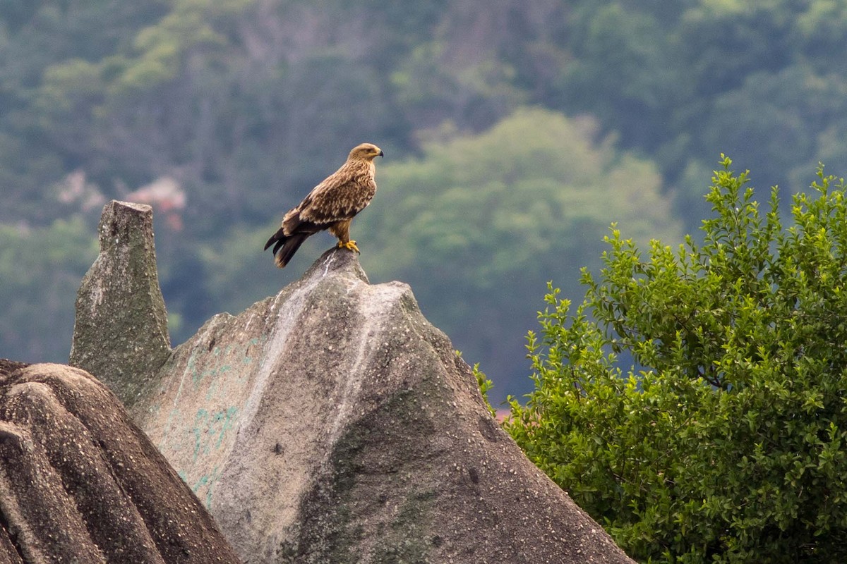 Imperial Eagle - ML71787861