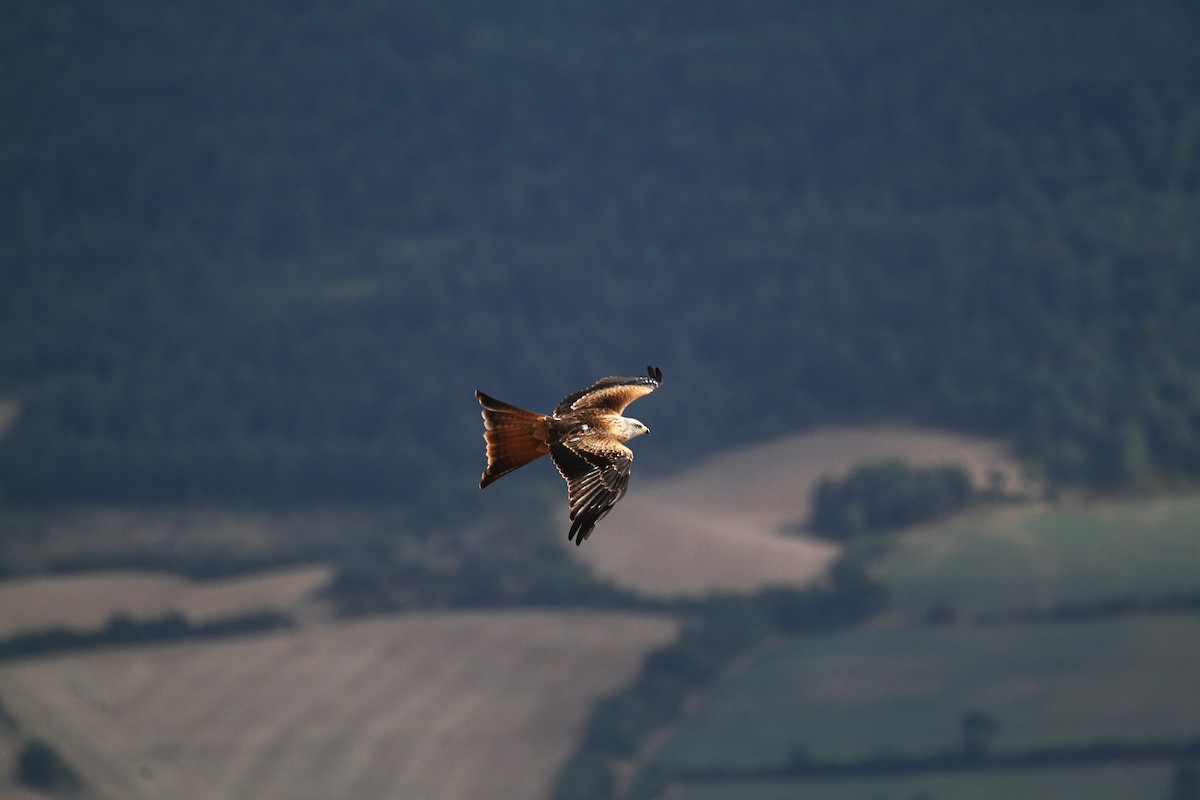 Red Kite (Red) - Eduardo Soler