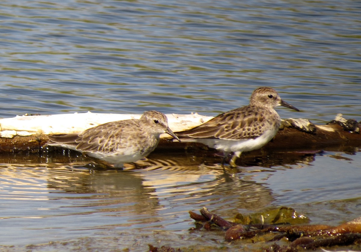 Least Sandpiper - ML71787911