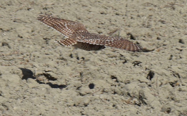 Burrowing Owl - Anonymous